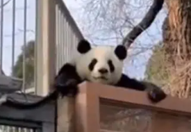 女朋友跟你说葡萄绿了是什么意思-葡萄绿了为什么是分手